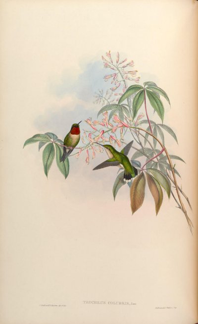 Trochilus Colubris (Archilochus Colubris) by John Gould